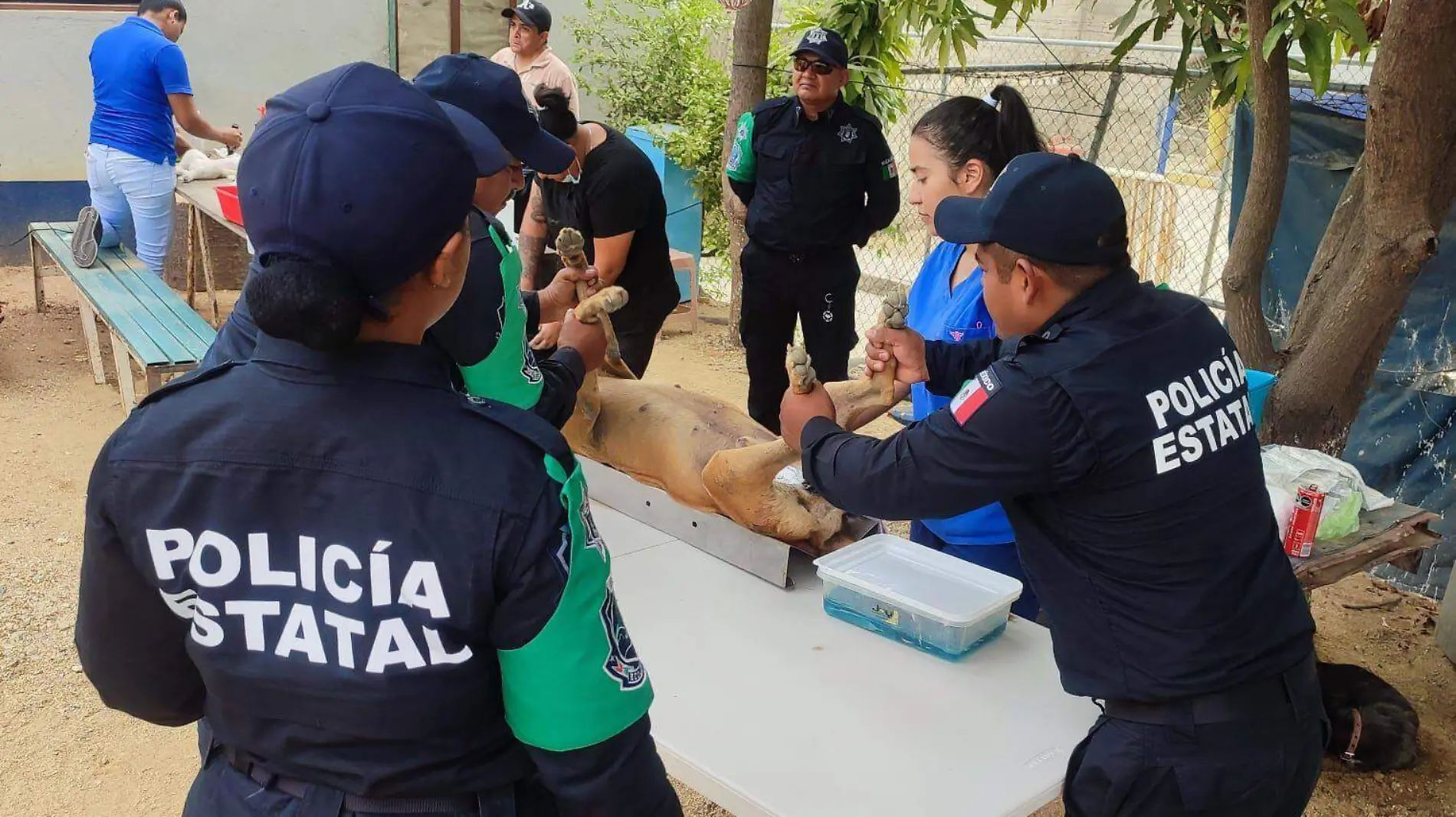 esterilizacion animales2